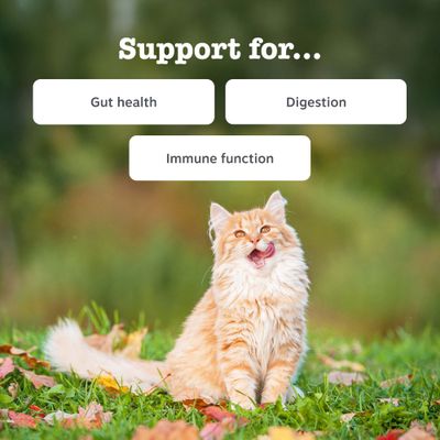 Zesty Paws Cat Digestion паста для кошек