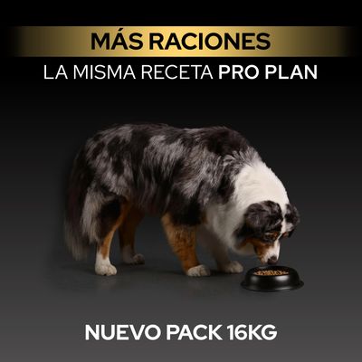 Más porciones, misma receta Pro Plan, nuevo paquete de 16 kg. Perro come del cuenco.