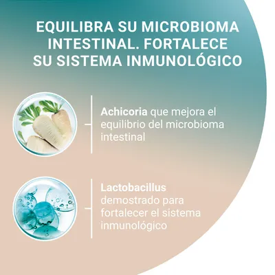 Equilibra su microbioma intestinal. Fortalece su sistema inmunológico. Achicoria que mejora el equilibrio del microbioma intestinal. Lactobacillus demostrado para fortalecer el sistema inmunológico.