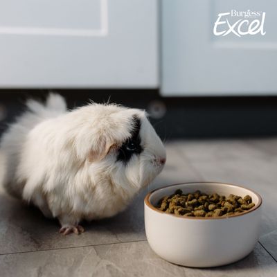 Burgess Excel Indoor Guinea Pig Nuggets - Economy Pack: 2 x 1.5kg