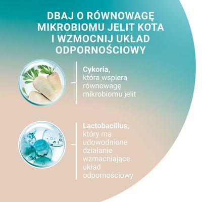 Dbaj o równowagę mikrobiomu jelit kota i wzmocnij układ odpornościowy. Cykoria wspiera równowagę mikrobiomu jelit. Lactobacillus wzmacnia układ odpornościowy.