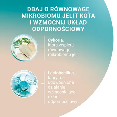 Dbaj o równowagę mikrobiomu jelit kota i wzmocnij układ odpornościowy. Cykoria wspiera równowagę mikrobiomu jelit. Lactobacillus wzmacnia układ odpornościowy.