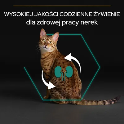 WYSOKIEJ JAKOŚCI CODZIENNE ŻYWIENIE dla zdrowej pracy nerek – tekst na tle kota z graficznym symbolem nerek i strzałkami na grzbiecie.