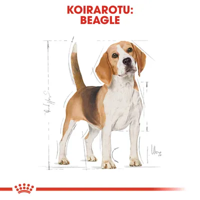 Koirarotu: Beagle. Piirros beaglesta, taustalla mittaviivoja rodun rakenteen havainnollistamiseksi.