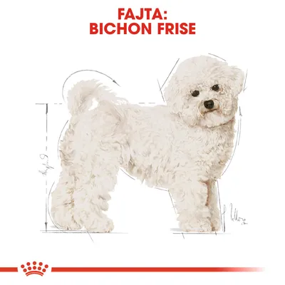 Fajta: Bichon Frise – fehér, göndör szőrű kutya illusztrációja, felül piros szöveg: FAJTA: BICHON FRISE