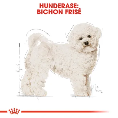 Royal Canin Bichon Frise Adult