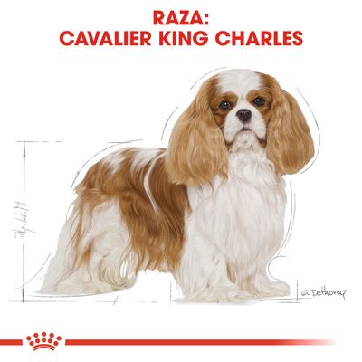 Texto en la parte superior: Raza: Cavalier King Charles. Imagen de un perro Cavalier King Charles de pelaje blanco y marrón, con fondo blanco y líneas de boceto alrededor.