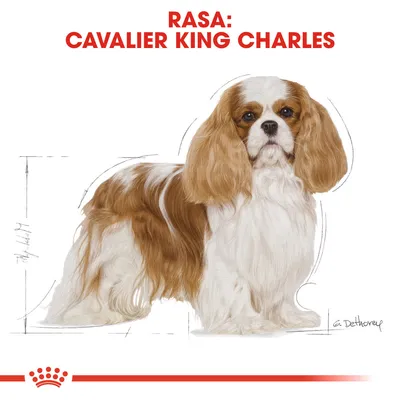 RASA: CAVALIER KING CHARLES, text deasupra unei ilustrații cu un câine Cavalier King Charles spaniel maro și alb, cu fundal alb și schițe tehnice stilizate.