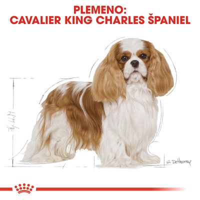 Plemeno: Cavalier King Charles španiel – ilustrácia psa s dlhšou srsťou, bielo-hnedé sfarbenie, červený nápis hore. Značka Royal Canin v dolnej časti.