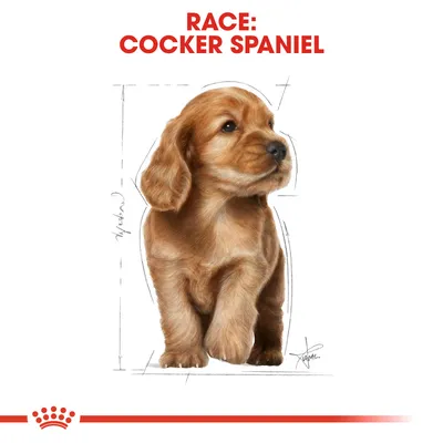 Illustration af en brun hund med teksten: RACE: COCKER SPANIEL. Skitseagtige linjer omkring kroppen, ingen andre synlige oplysninger.
