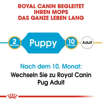 Royal Canin begleitet Ihren Mops das ganze Leben lang. Nach dem 10. Monat: Wechseln Sie zu Royal Canin Pug Adult.
