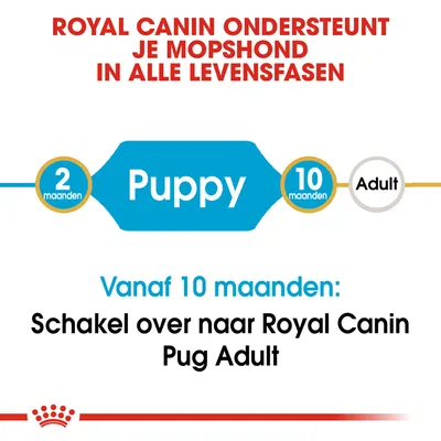Royal Canin ondersteunt je mopshond in alle levensfasen. Puppy: 2–10 maanden. Vanaf 10 maanden: schakel over naar Royal Canin Pug Adult.