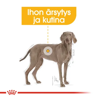 Kuvassa koira, jonka kyljessä korostettu alue. Yläpuolella teksti: Ihon ärsytys ja kutina.