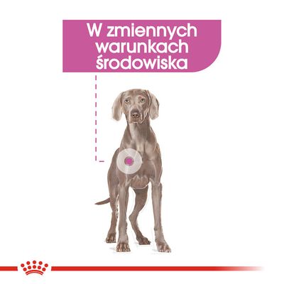 W zmiennych warunkach środowiska – tekst na ilustracji psa z zaznaczonym okręgiem na klatce piersiowej. Marka Royal Canin widoczna na dole.