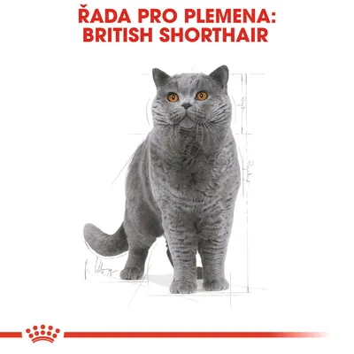 ŘADA PRO PLEMENA: BRITISH SHORTHAIR, ilustrace šedé britské krátkosrsté kočky, červený pruh s korunkou dole