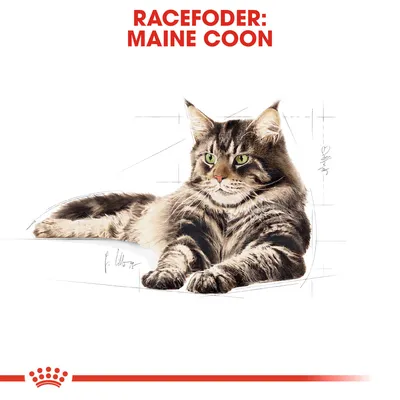 RACEFODER: MAINE COON, illustration af en Maine Coon kat med grønne øjne og lang pels. Rød streg og krone nederst.