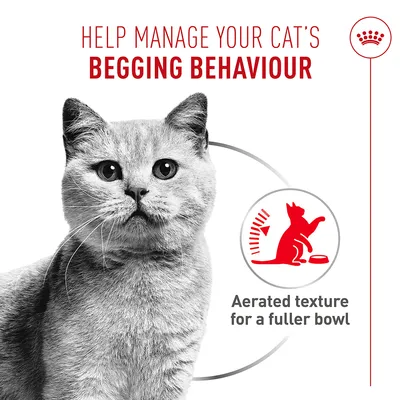 Royal Canin Appetite Control Care AirLift Mousse - Økonomipakke: 24 x 85 g