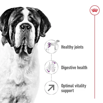 Tekst na engleskom: Healthy joints, Digestive health, Optimal vitality support. Prikaz psa s tri ikone i Royal Canin simbolom.