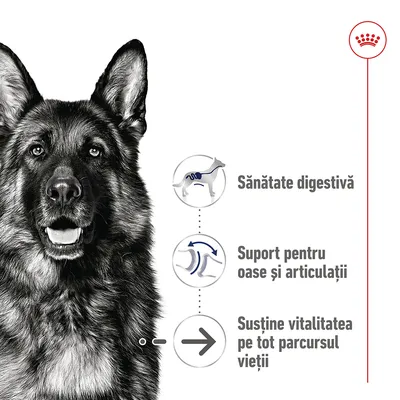 Sănătate digestivă, suport pentru oase și articulații, susține vitalitatea pe tot parcursul vieții – text vizibil lângă imaginea unui câine ciobănesc german și simboluri explicative.