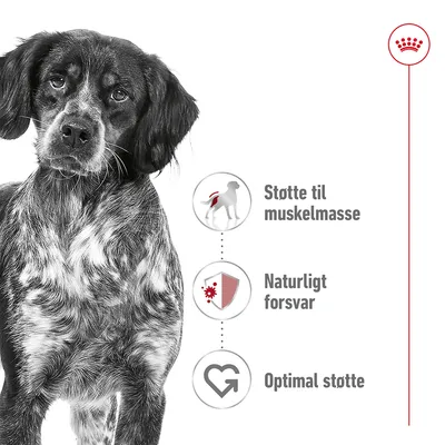 Hund ved siden af tre ikoner med teksten: Støtte til muskelmasse, Naturligt forsvar, Optimal støtte. Øverst til højre ses en krone og rød linje.