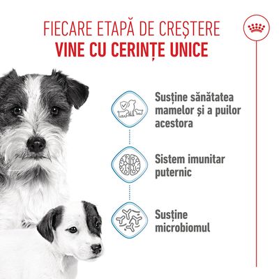 Grafică cu trei puncte: susținere a sănătății mamei și cățeilor, sistem imunitar puternic, susținere a microbiomului. Sunt reprezentați doi câini.