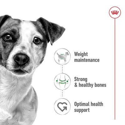 Image highlighting product benefits: weight maintenance, strong and healthy bones, and optimal health support, shown with simple icons and text. Image highlighting product benefits: weight maintenance, strong and healthy bones, and optimal health support, shown with simple icons and text.