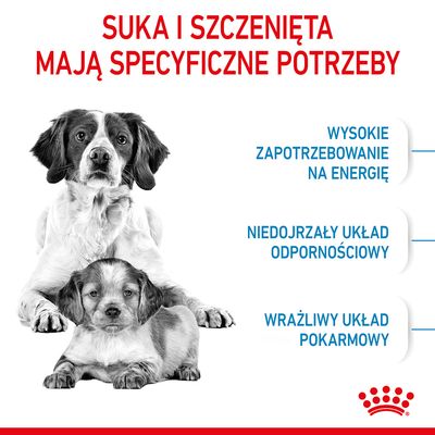 Suka i szczenięta mają specyficzne potrzeby: wysokie zapotrzebowanie na energię, niedojrzały układ odpornościowy, wrażliwy układ pokarmowy. Royal Canin.