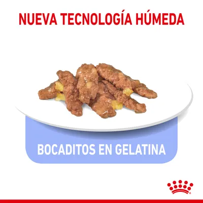 Bocaditos en gelatina sobre plato blanco. Texto visible: NUEVA TECNOLOGÍA HÚMEDA y BOCADITOS EN GELATINA. Logotipo de Royal Canin en la esquina inferior derecha.