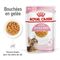 Royal Canin FHN Sterilised Kitten en gelée pour chaton – 12 x 85 g