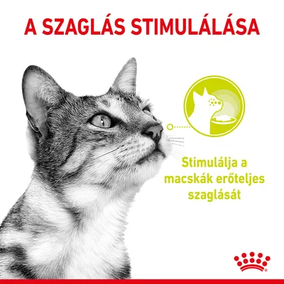 A SZAGLÁS STIMULÁLÁSA. Stimulálja a macskák erőteljes szaglását