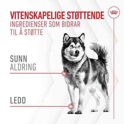 Royal Canin Joint & Ageing Adult Chews - kosttilskudd