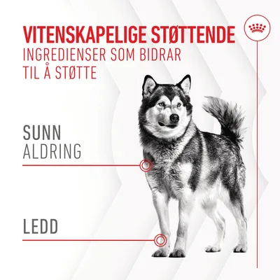 Royal Canin Joint & Ageing Adult Chews - kosttilskudd