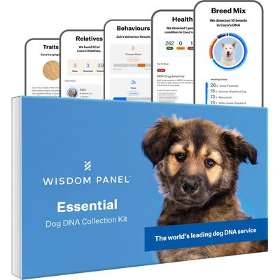 Wisdom Panel Essential Dog DNA Collection Kit box with sample results showing breed mix, health, behaviours, relatives, and traits analysis for dogs.