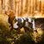 Dog wearing an outdoor jacket with camouflage pattern and visible 'Rukka' branding on the side. Setting: forest at sunset.