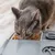 Graue Katze frisst Trockenfutter aus einem automatischen Futterspender mit grauem Gehäuse.