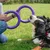 Dog playing with two purple training rings held by a person. Rings with 'Puller' inscription.