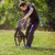 Dog playing with purple training rings outdoors, held by a person. Suitable for interactive training and exercise.