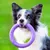 Dog holding a purple toy ring in its mouth, suitable for interactive play or retrieving.