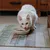Gatto bianco che mangia crocchette da una ciotola su una tovaglietta colorata.