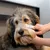 Person holding a dog's ears, possibly for care or examination.