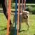 Hund läuft durch einen Parcours aus orange-blauen Stangen auf einer Wiese, begleitet von einer Person. Demonstration der Nutzung eines Agility-Trainingssets.