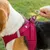 Red dog harness with metal ring and reflective stripes. Hand attaches hook to ring for leash attachment.
