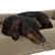 Schlafender Hund auf einem olivgrünen Hundebett mit gepolsterter Oberfläche.