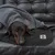 Hund liegt unter einer grauen Decke mit Pfotenmotiv und schwarzem Stoff mit Taki-Logo auf Ledersofa.