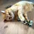 Rode kat speelt met een stoffen speelgoed met luipaardprint op een houten vloer.
