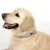 Collare per cani grigio con etichetta nera e scritta 'Ezy'.