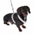Dunkelbrauner Hund mit beigem Geschirr und Leine, zeigt die Passform des Geschirrs am Tier.