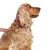 Hond met rode halsband en bijpassende lijn, metalen sluiting zichtbaar. Merknaam 'Nomad Tales' op de halsband.