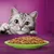 Grey tabby cat looking at a green plate filled with chunks of wet cat food on a purple table, purple background visible. No brand or text shown.