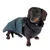 Hund mit schwarzem Fleece-Mantel und blauem wasserdichtem Überzug, geeignet für kalte oder regnerische Tage.